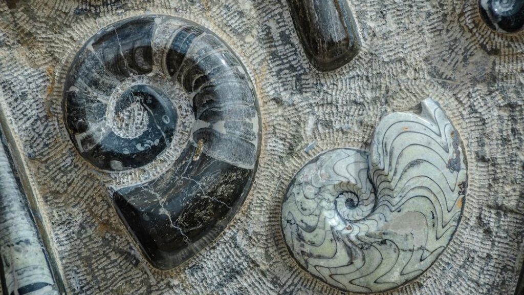 7 Iconic Fossils That Unlocked Secrets of Early Life on Earth
