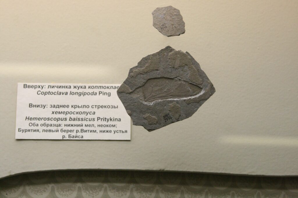 Tiny hatching beetle larvae munched holes in this leaf more than 50 million years ago