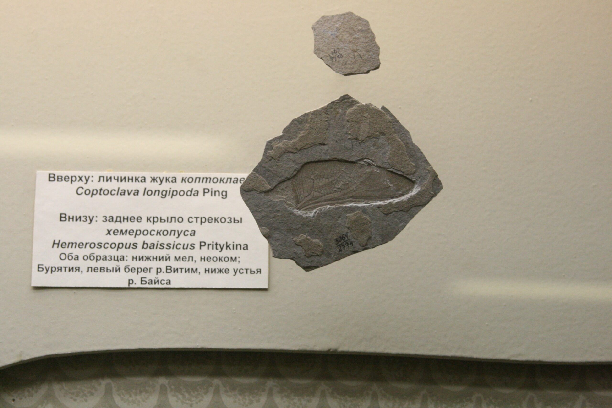 Tiny hatching beetle larvae munched holes in this leaf more than 50 million years ago