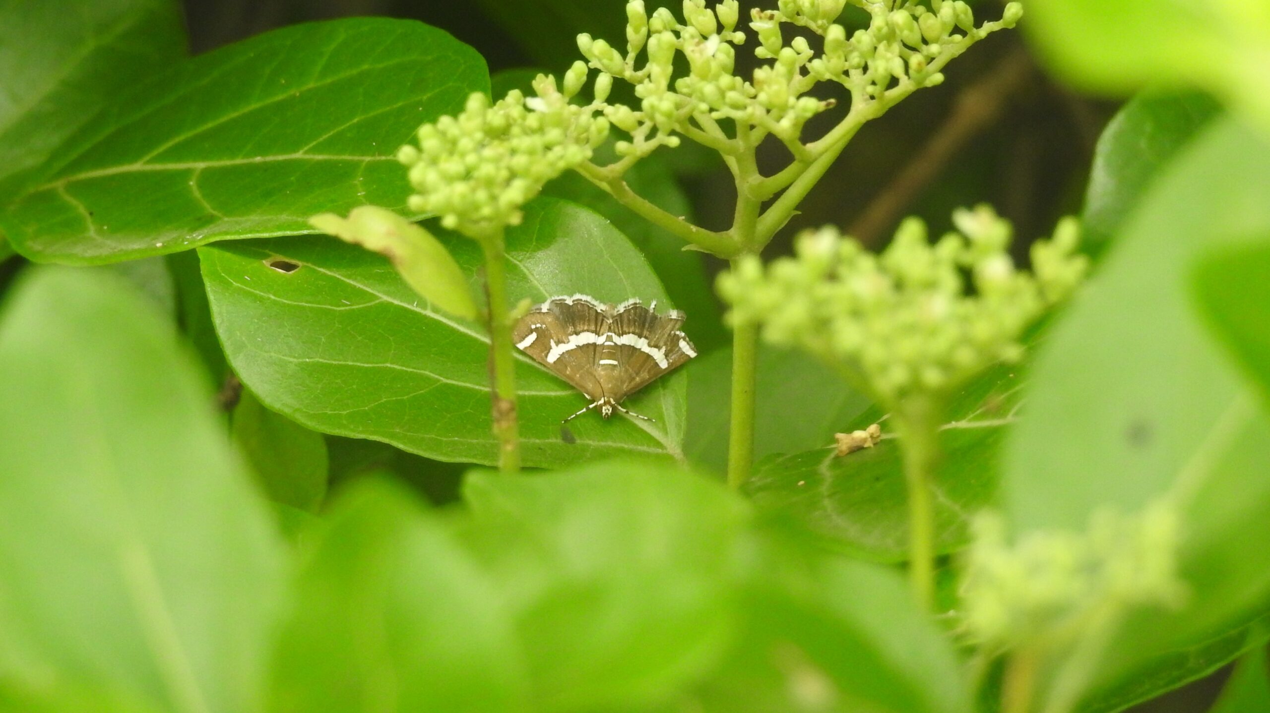 Researchers uncover 10 new moth species and 7 new genera in Hawaiʻi