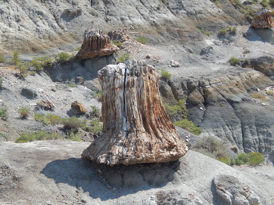 Ancient tree fossil in England reveals volcanic island forests