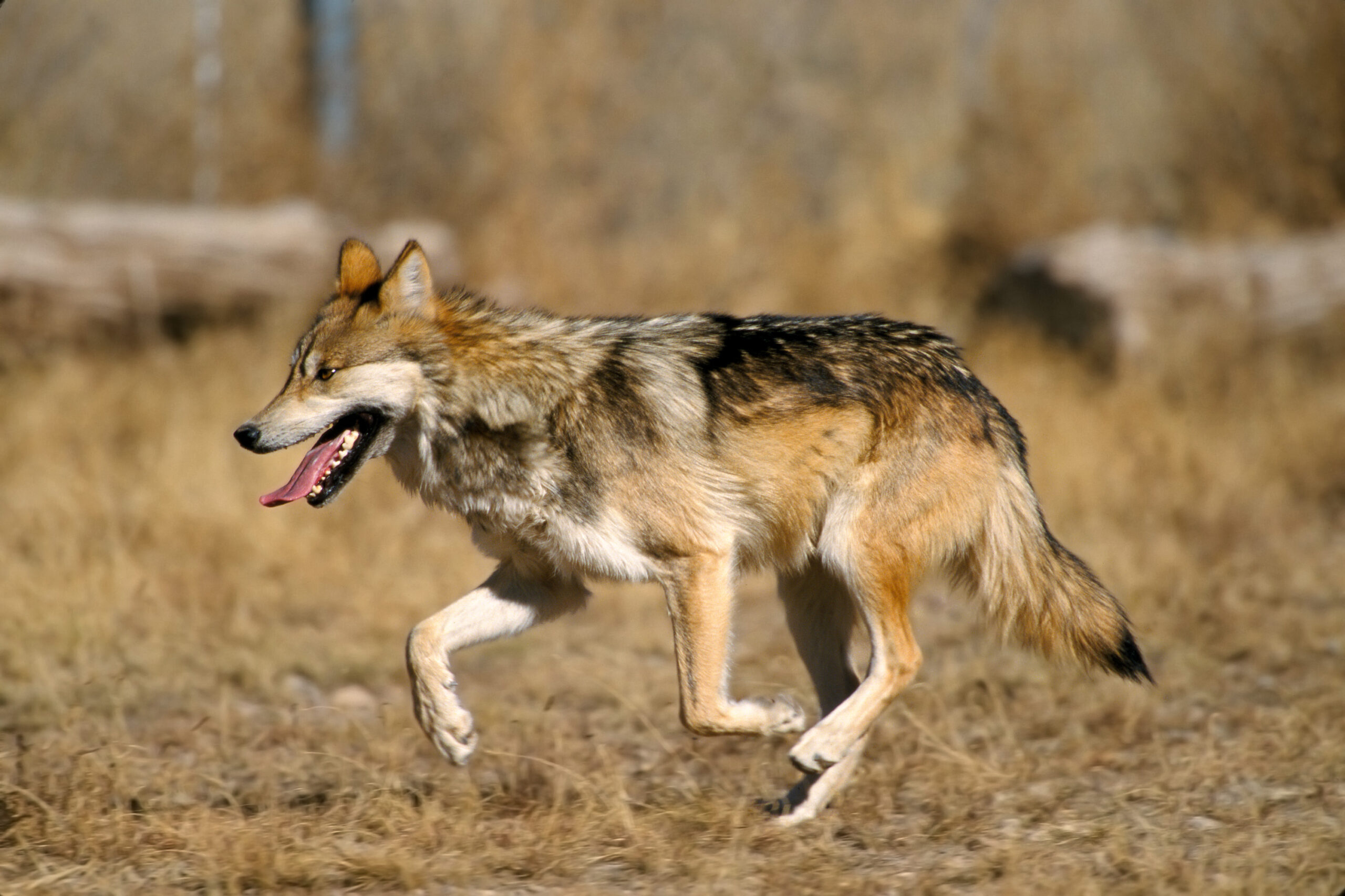 New Mexico begins review of threatened and endangered species