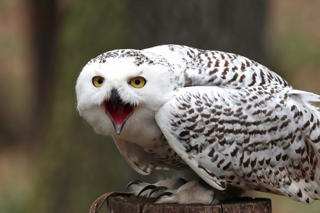 Snowy owl, hammerhead shark and cheetah among 40 new species granted international protection, U.N. says