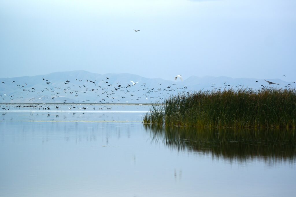 130+ Countries Unite To Protect Migratory Wildlife From Extinction At UN Wildlife Summit