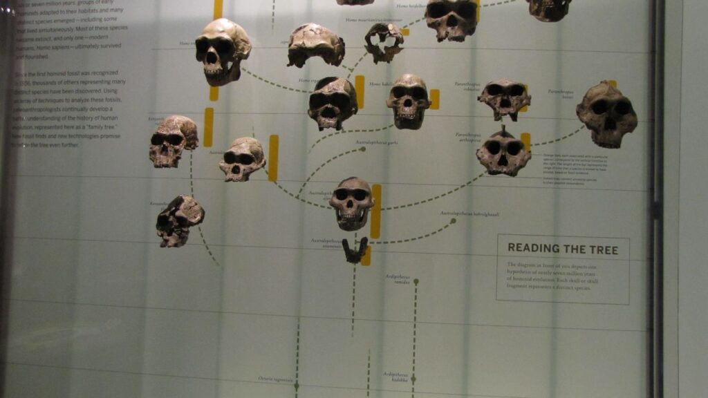 The Fossil Record Continuously Challenges Our Assumptions About Evolution