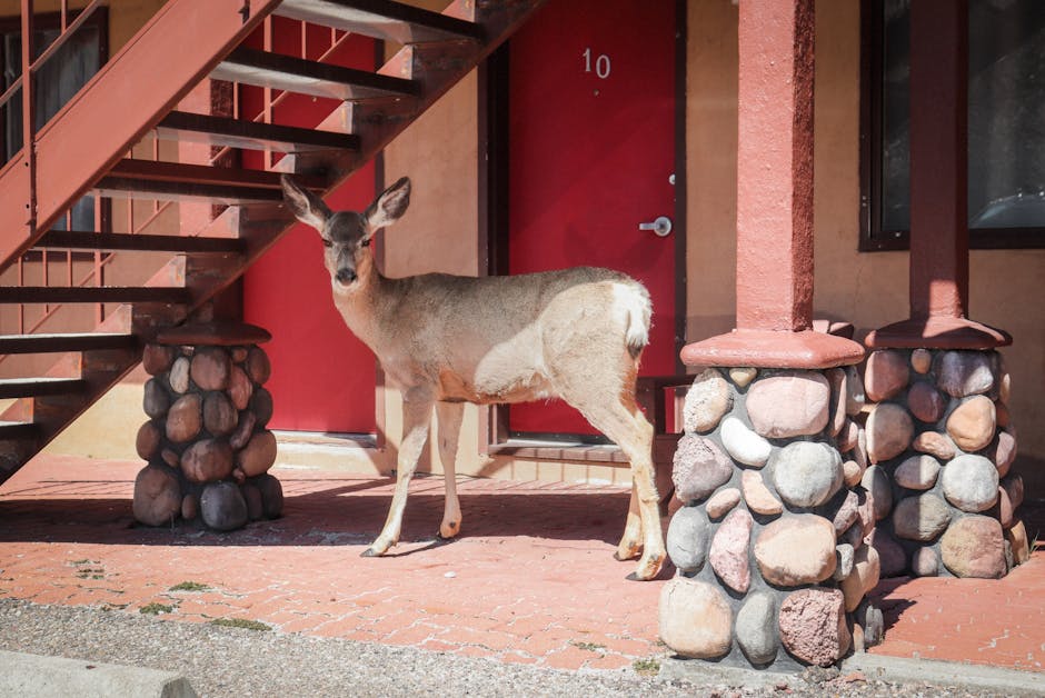 Wild neighbours: Why animals are moving into our cities?