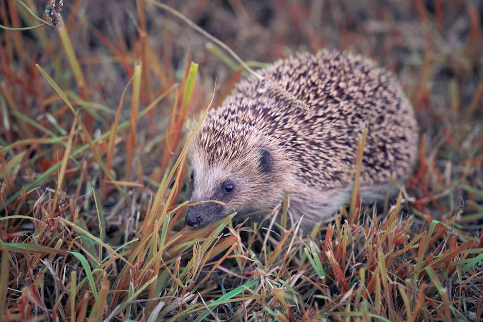 Healthy hedgehogs are best left in the wild