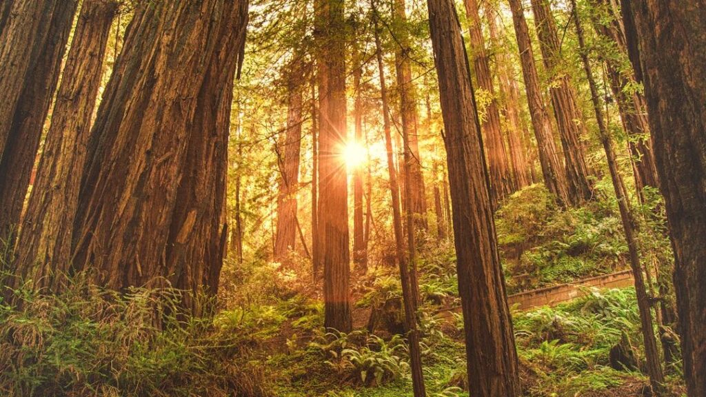 6 Zodiac Signs Whose Wisdom is as Ancient as the Oldest Redwood Forests