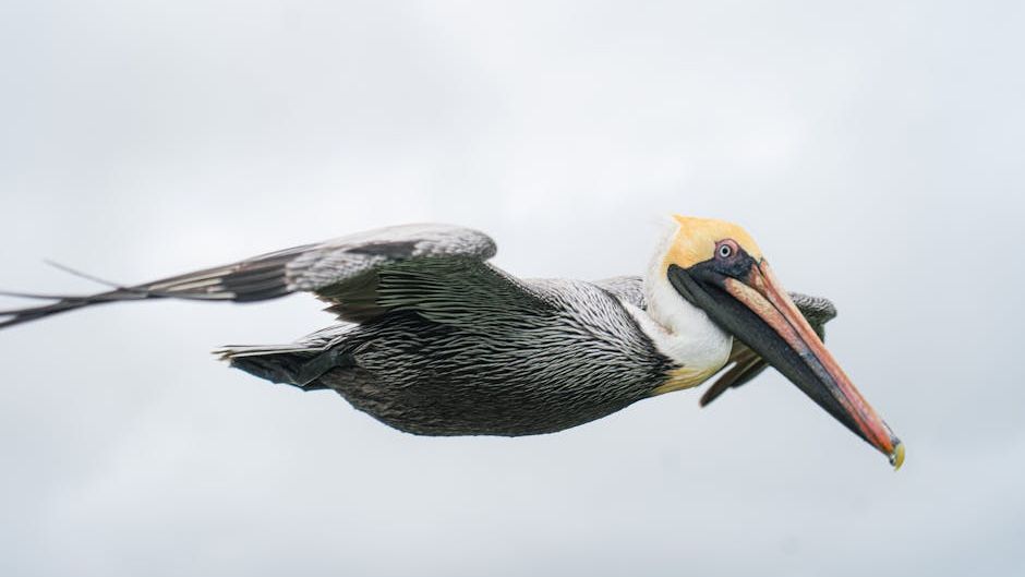 The Evolution of Flight in Birds Is a Story Far Older and More Complex Than We Know