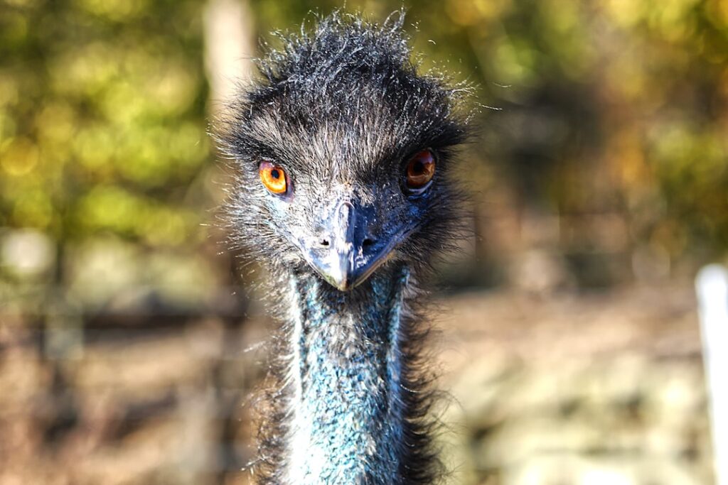 Bossy Emu Hijacks Every Video And Refuses To Let His Mom Have The Spotlight