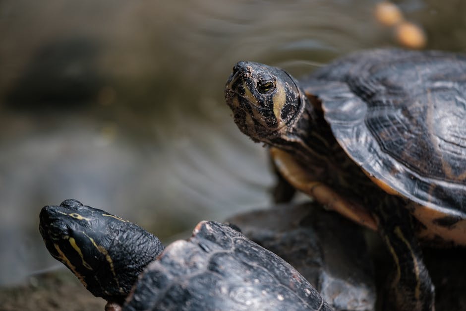 Woman Finds Daily Peace In The Quiet Visits Of Two Wild Turtle Best Friends