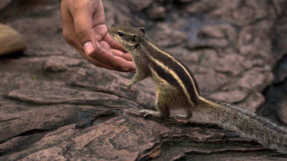 Kind Stranger Stops In Desert Heat To Share Water With A Thirsty Squirrel