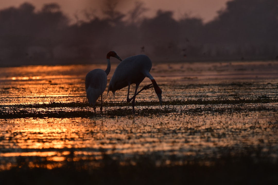 How saving birds protects the planet: Interview with author Scott Weidensaul