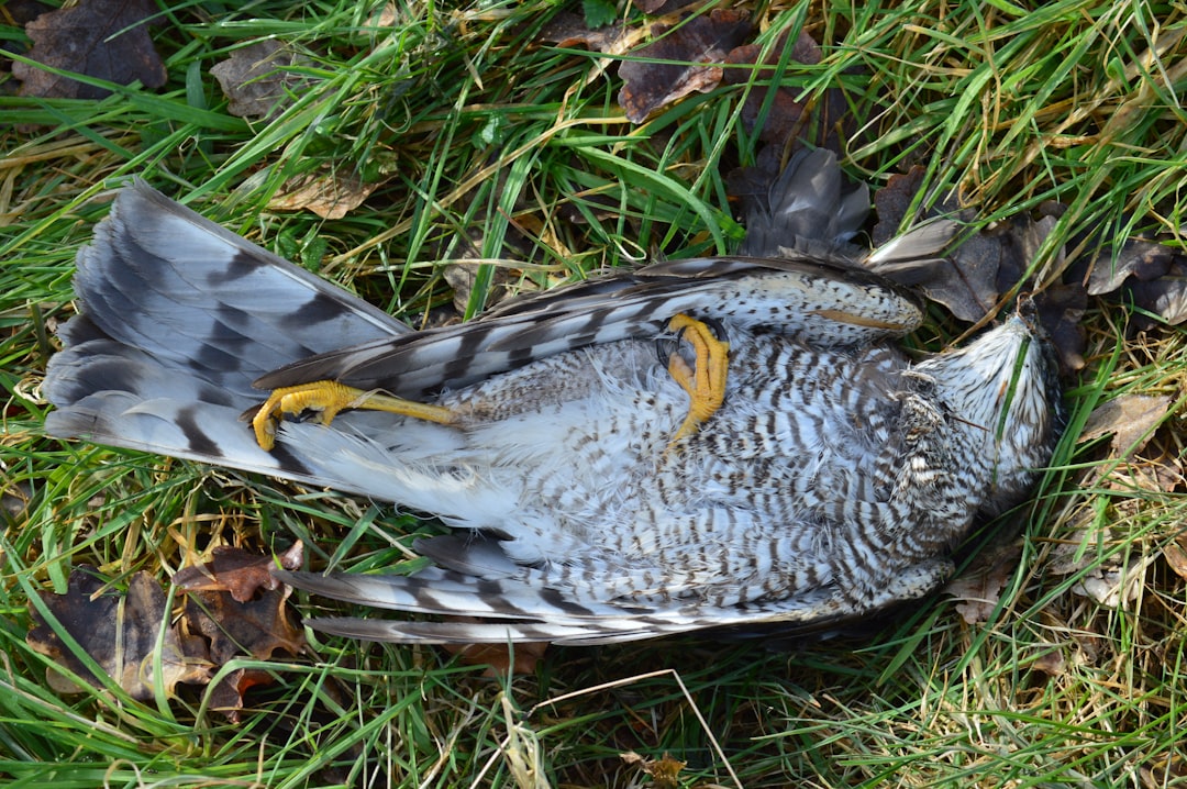 Avian bird flu surges in New York urban wildlife, increasing disease concerns