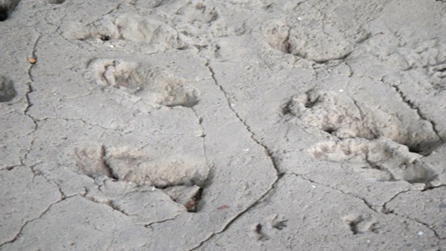 Ancient Earth: Untangling the Mystery of North America's First Inhabitants