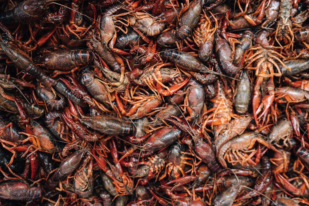 Malawi hails win in ending smuggling of invasive crayfish