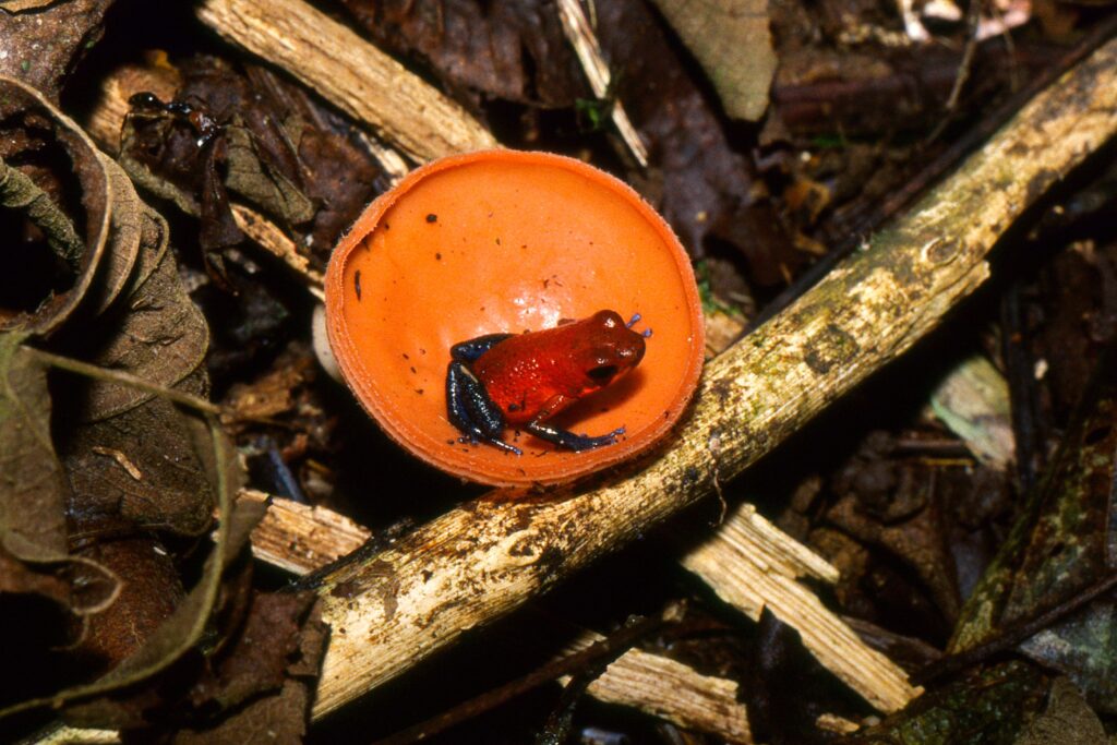 Lethal frog fungus has origins in Brazil