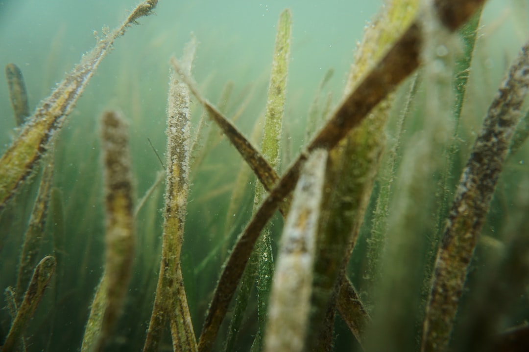 A French city cut its marine pollution  -  and its seagrass bounced back