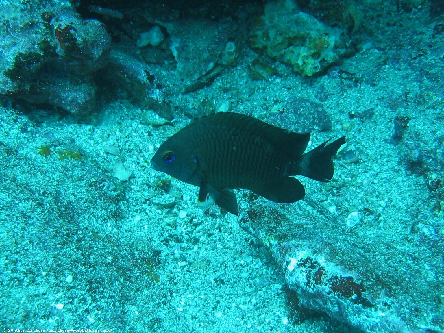 Is the Galápagos damselfish extinct?