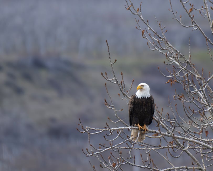 Mitchell Byrd, ornithologist who helped bring bald eagles back from the brink in the Chesapeake area