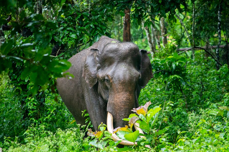 Why conservation needs stories of progress