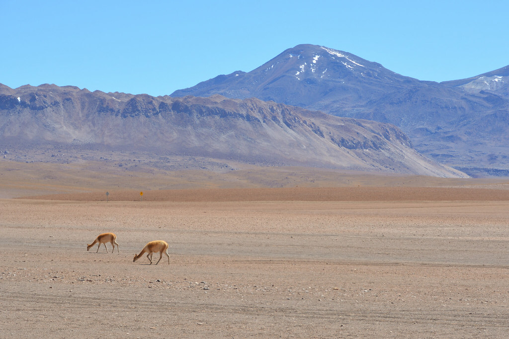 Wild Cam: Conserving mangy camelids in the Andes