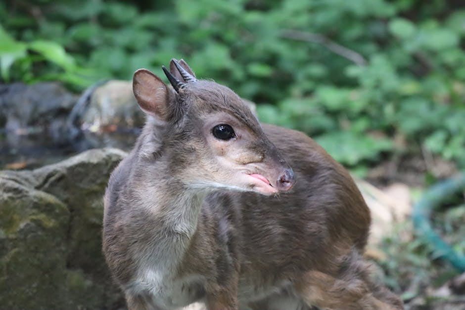 Camera traps take first photos of rare island antelope on Zanzibar