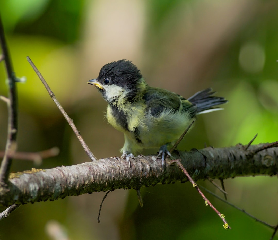 Extreme weather events alter chicks’ growth