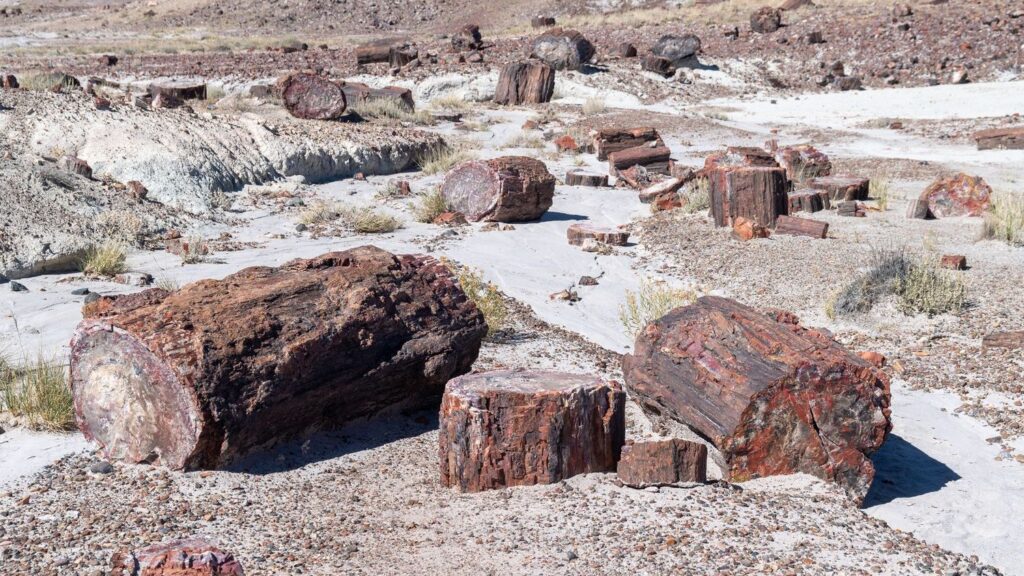 The Petrified Forest: A Window into Arizona's Ancient Ecosystems and Dinosaurs