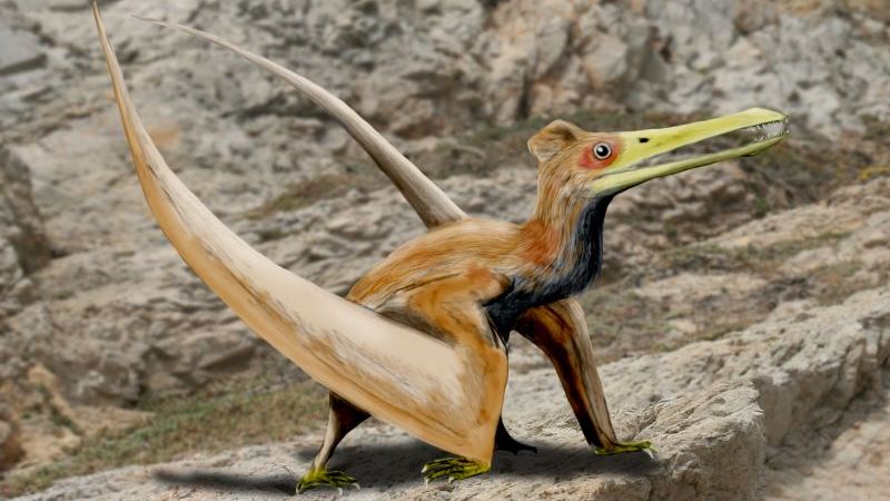 Which 5 Zodiac Signs Possess the Unyielding Resilience of a Pterodactyl?