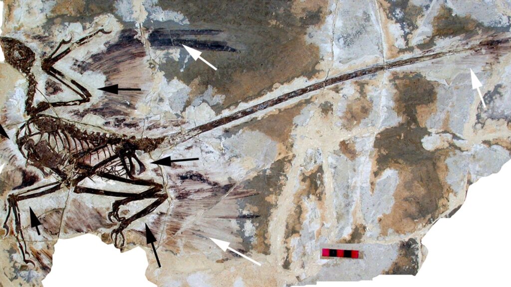 The Enigma of the First Birds: How Dinosaurs Took to the Skies