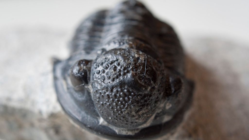 These 4 Zodiac Signs Possess the Enduring Spirit of a Trilobite