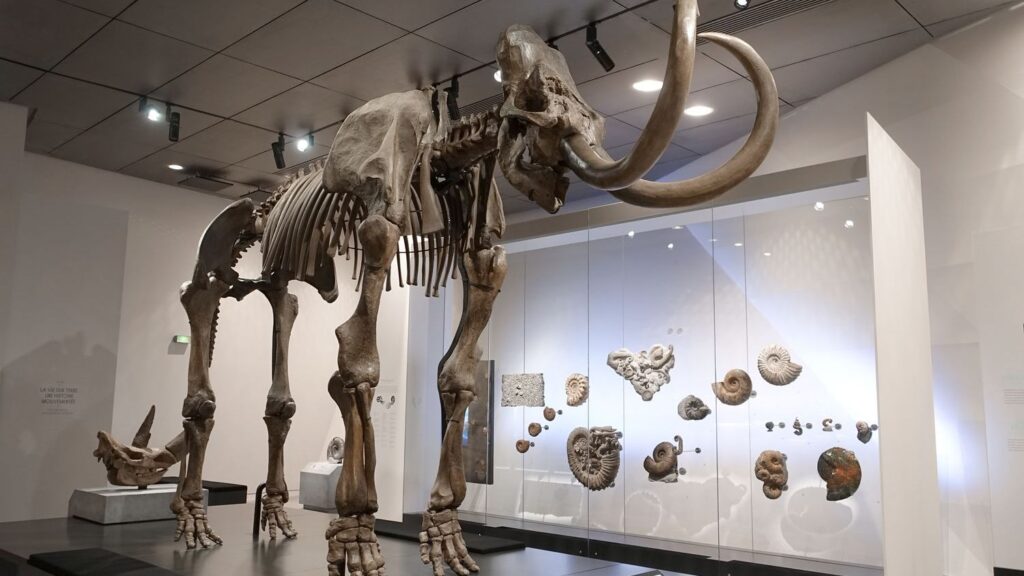 Unearthing the Titans: New Discoveries About North America's Largest Prehistoric Mammals