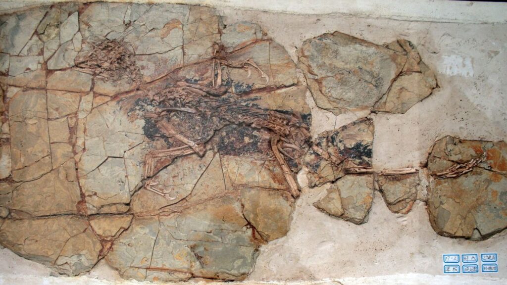 New Fossil Evidence Rewrites the Story of Early Feathered Dinosaurs in North America