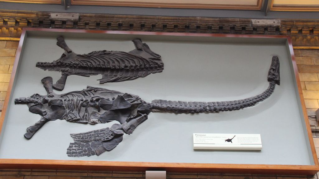 11 Amazing Facts About the Plesiosaur: The Enigmatic Sea Serpent of Prehistory
