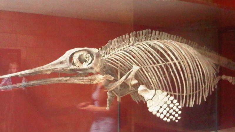 Prehistoric Marine Reptiles Were Masters of Deep-Sea Hunting Strategies