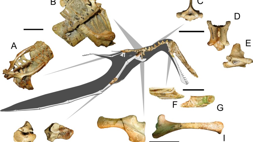 New Fossil Evidence Rewrites the History of Giant Flying Reptiles