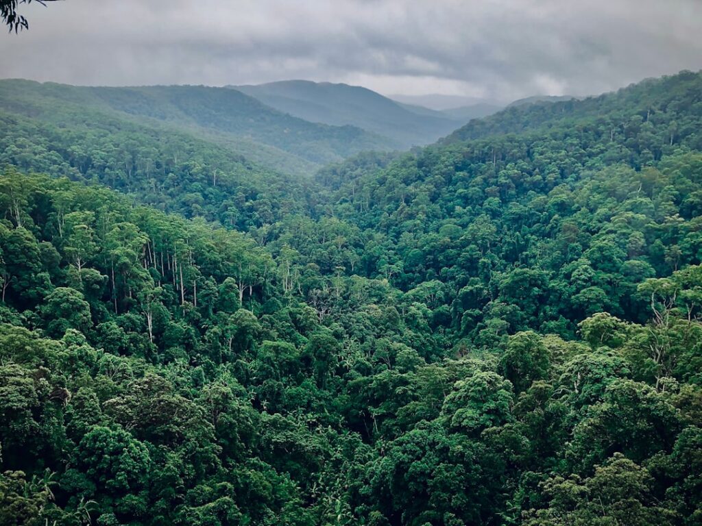 Novel research finds unexpected climate resilience in up to 36% of Amazon forest