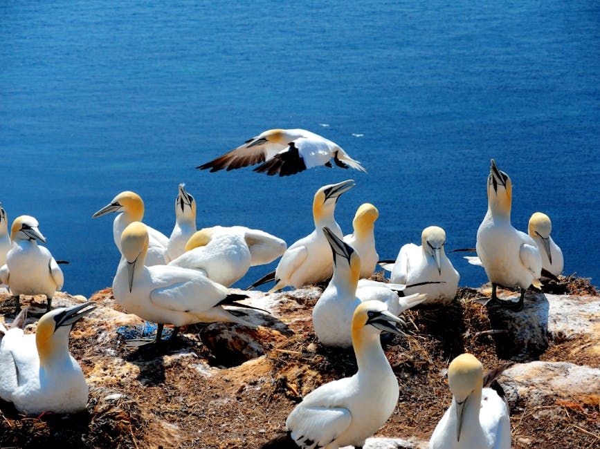 Half of seabirds are declining. Protecting marine flyways could help save them