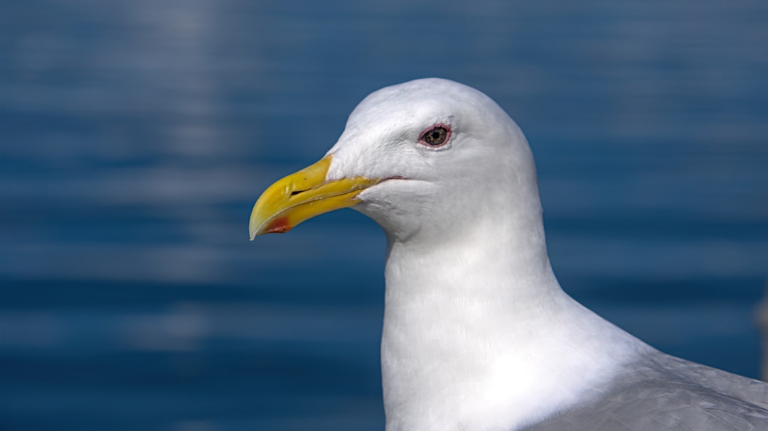 Can fake eyes keep hungry gulls at bay?