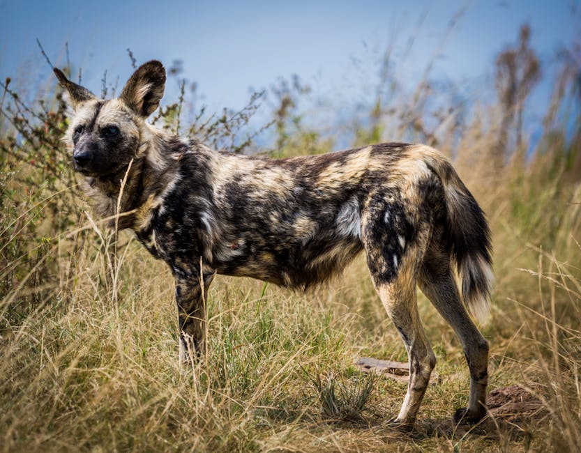 Partners in Protection: Painted Dog Conservation in Tanzania