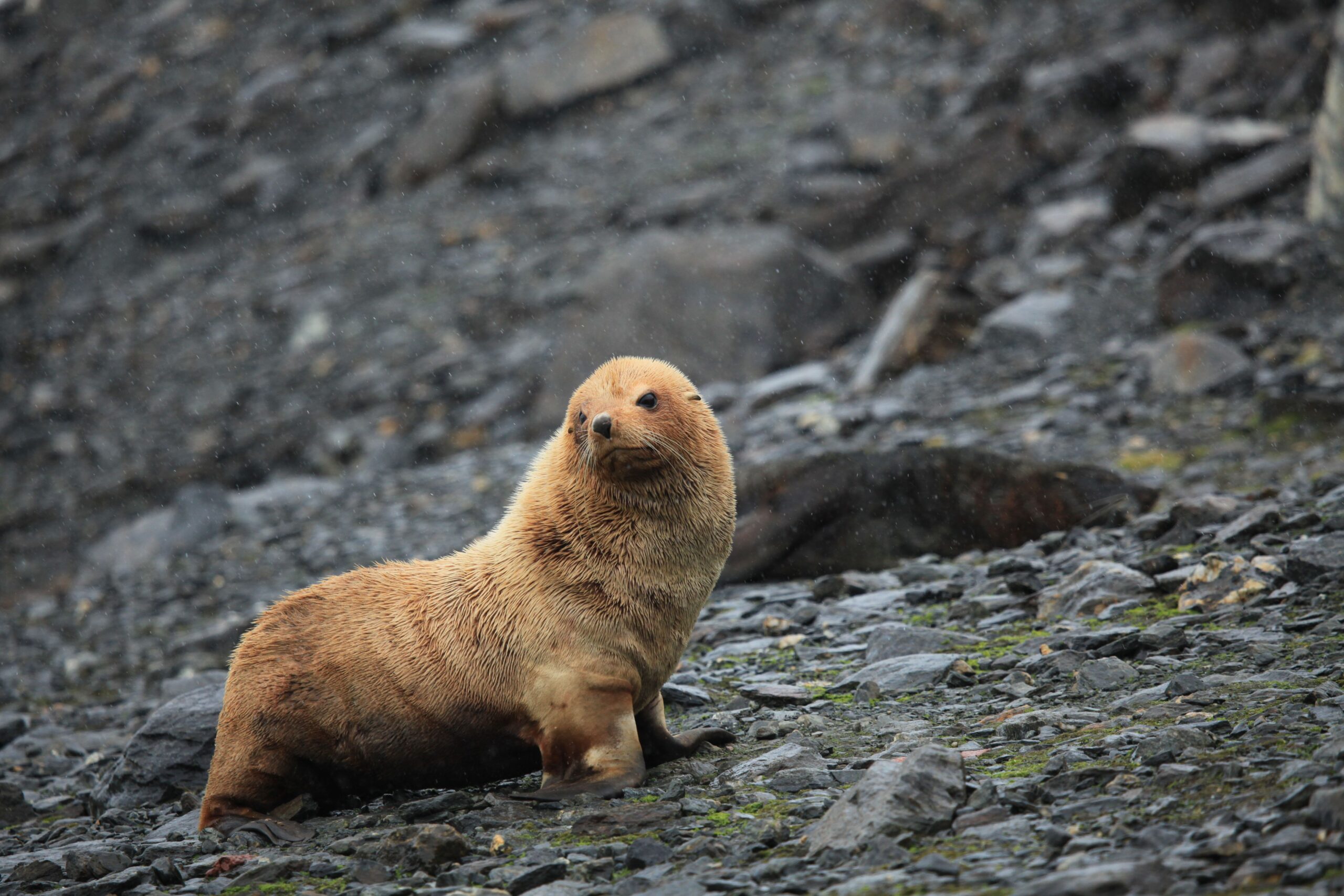 Antarctic fur seals now endangered as climate change reduces krill for pups