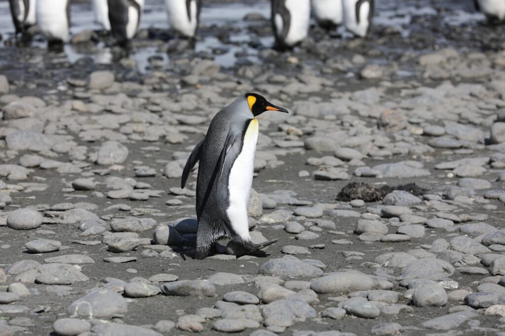 Emperor penguins are now endangered amid climate change and melting ice