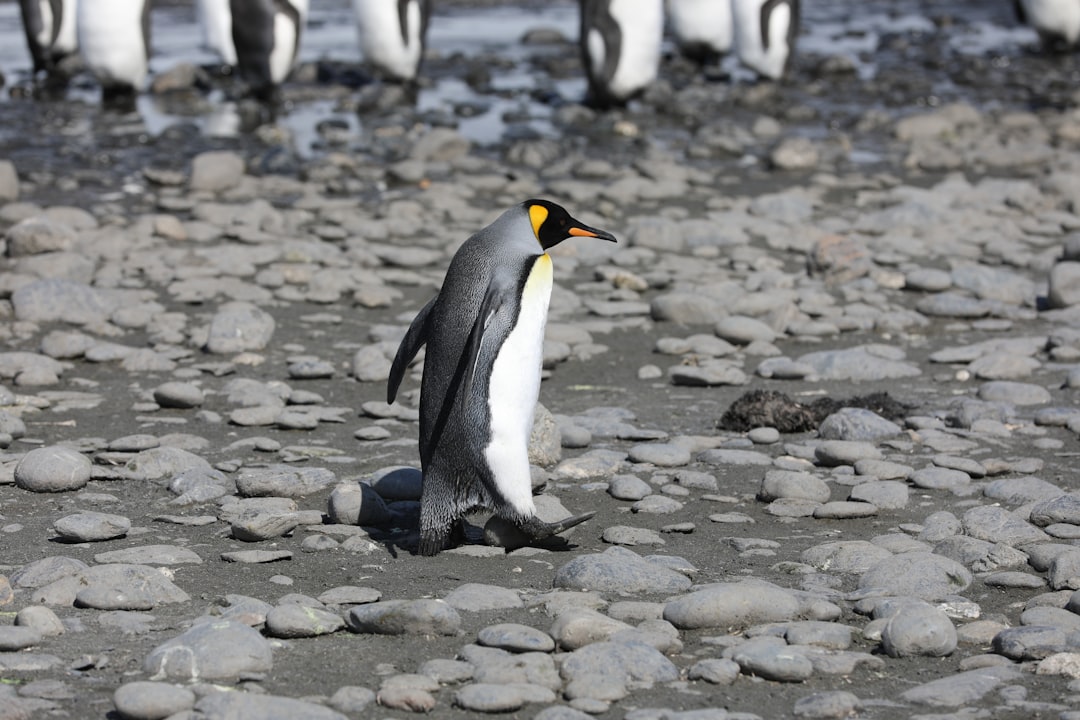 Emperor penguins are now endangered amid climate change and melting ice