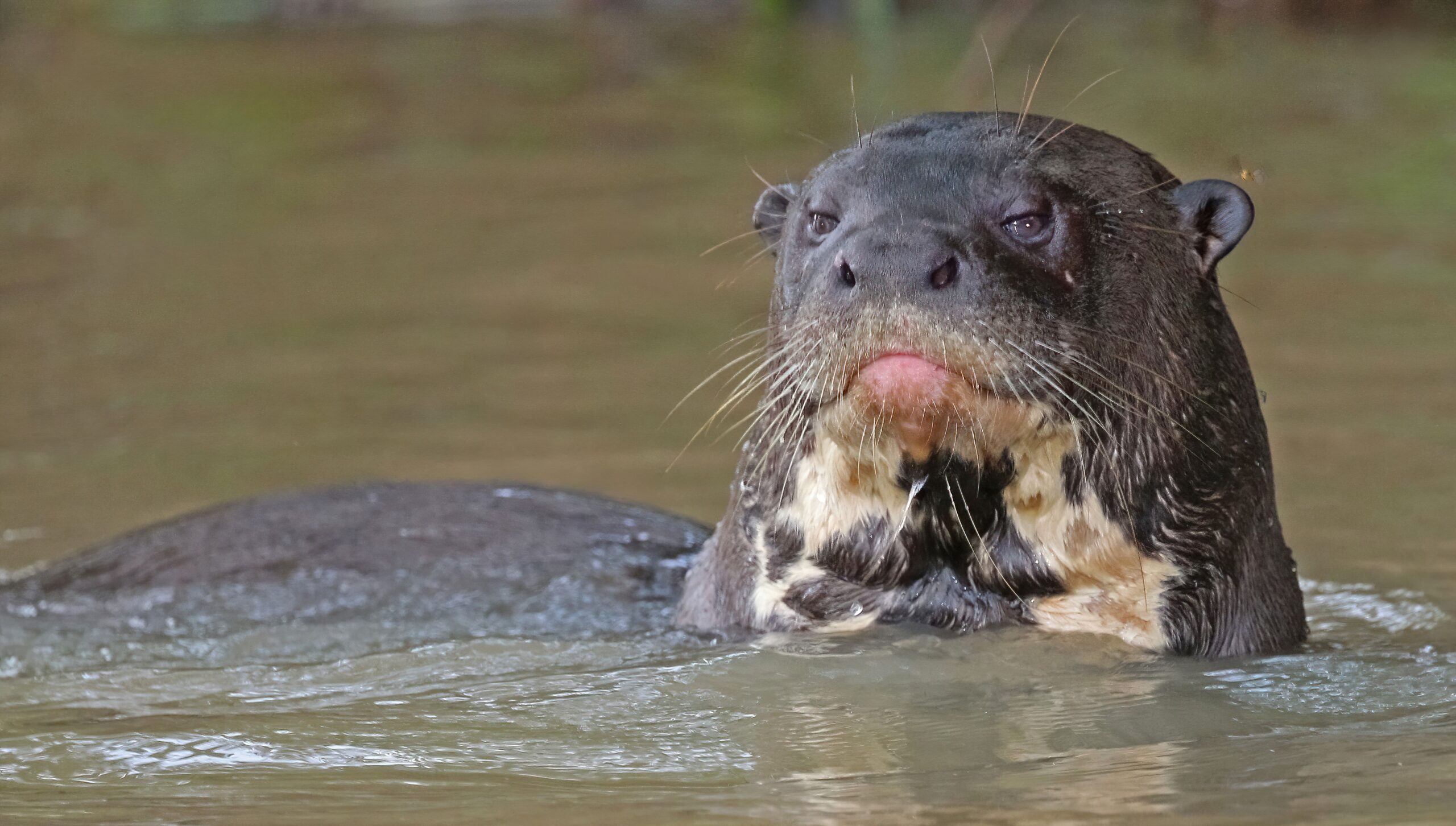 Giant otters, river sentinels, now listed as threatened migratory species