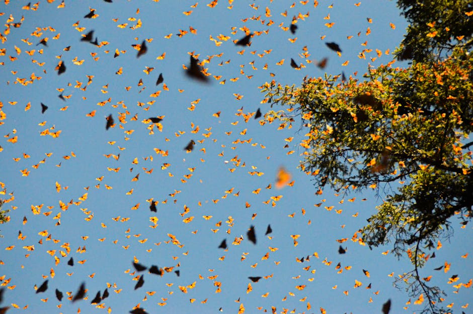 Science is for Everyone: Mayors’ Monarch Pledge Cities Monitor Monarch Migration Through Community Science Efforts