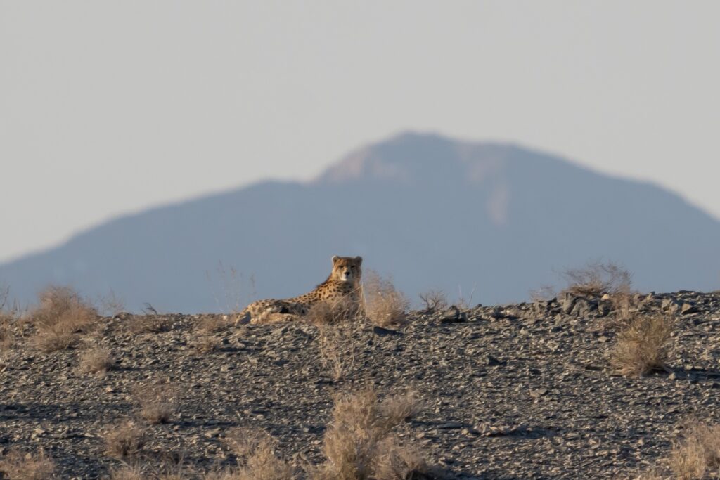 War on Iran disrupts efforts to save the Asiatic cheetah, world’s rarest big cat