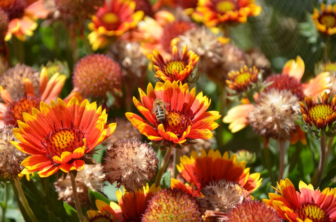 Vacant lots buzz with bee activity
