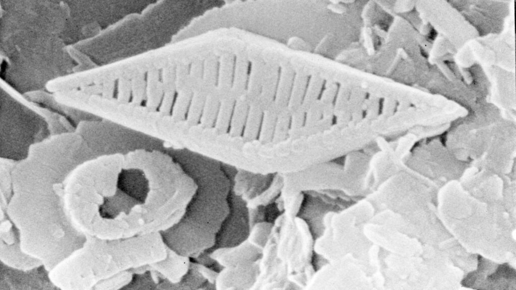 The Unseen World: How Microfossils Reveal Earth's Earliest Ecosystems