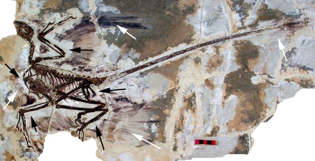 These Dinosaurs Had Wings but Couldn’t Fly